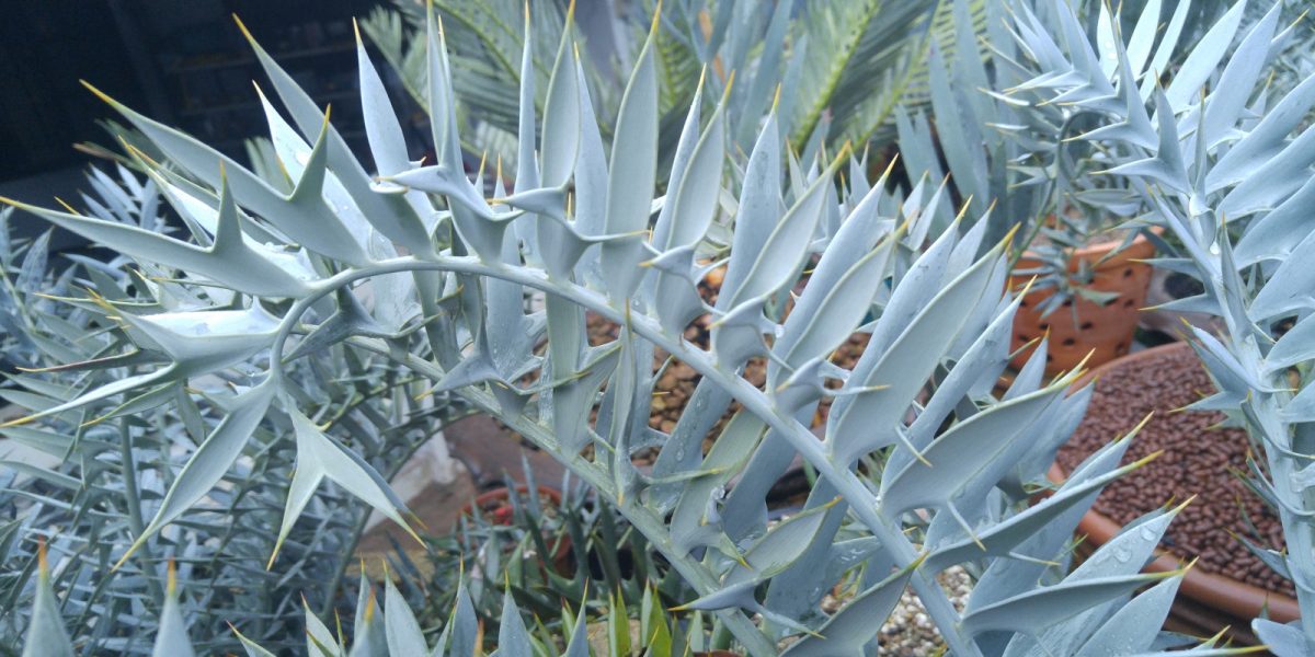 encephalartos Horridus