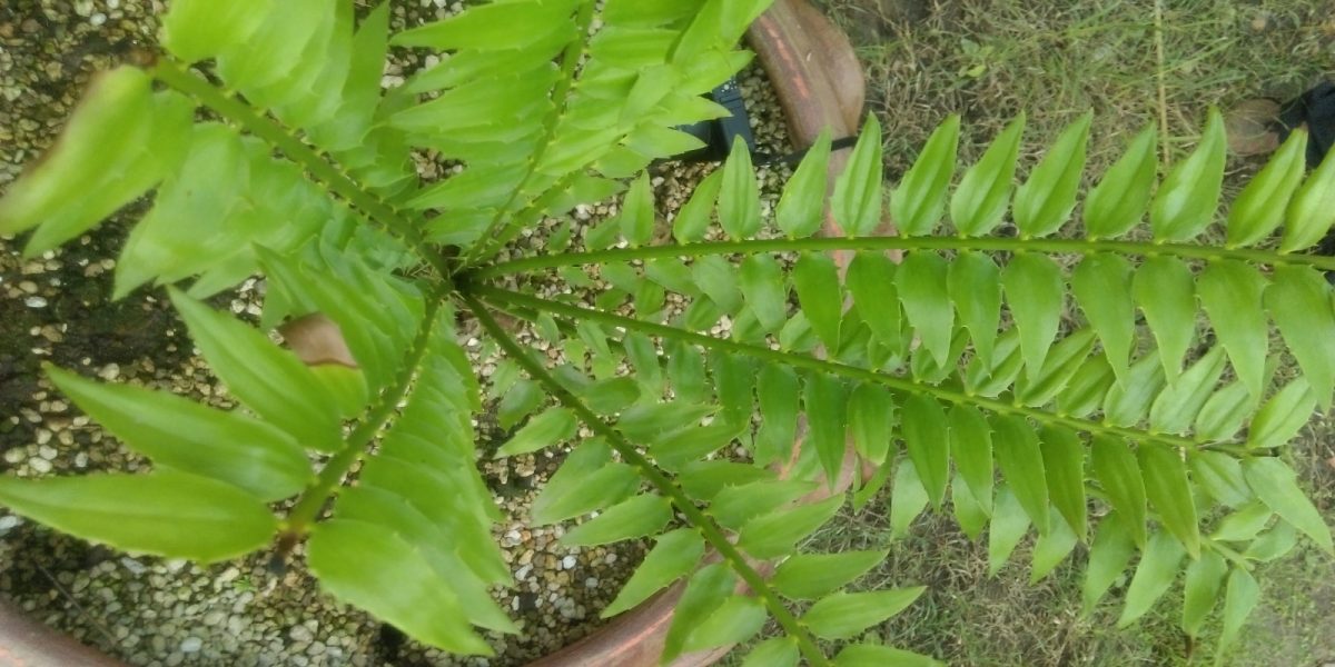 Encephalartos Woodii