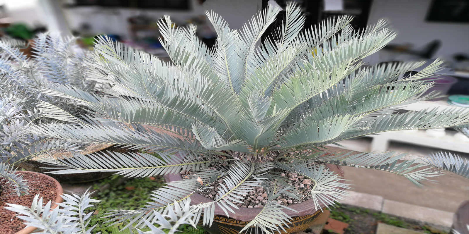 Encephalartos Dyerianus