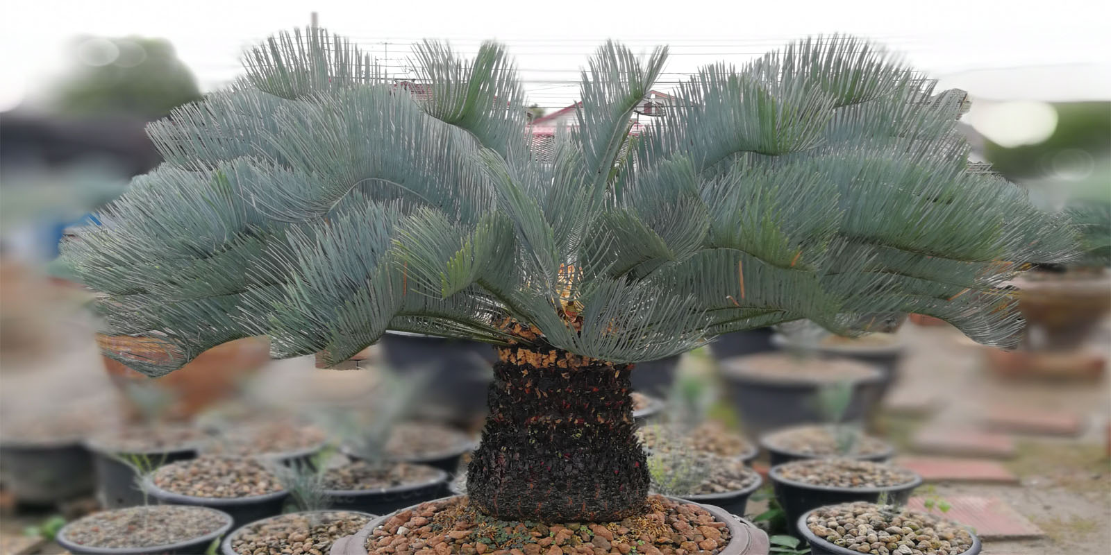 Cycas cairnsiana