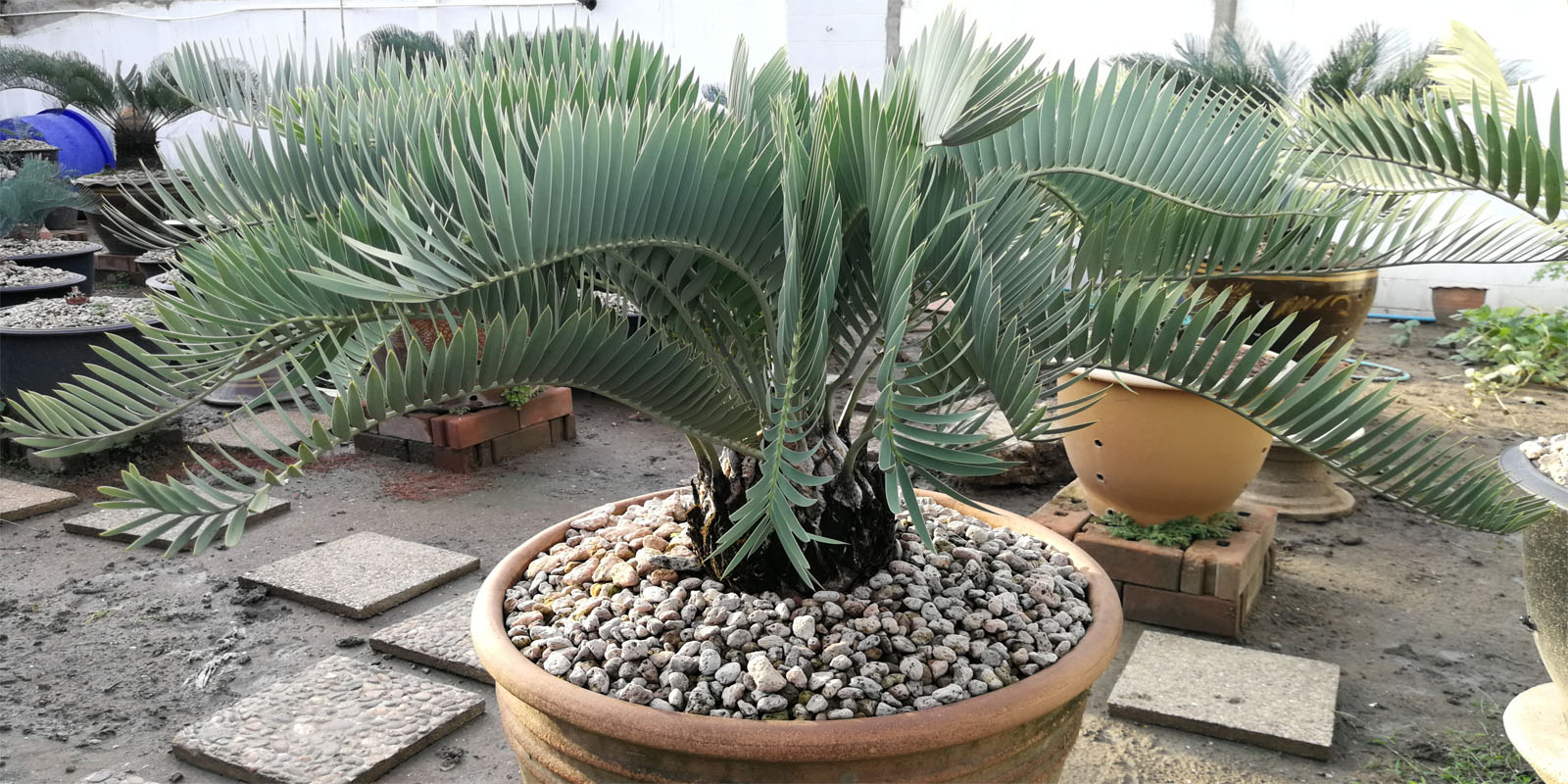 Encephalartos Eugene-maraisii krangberg form