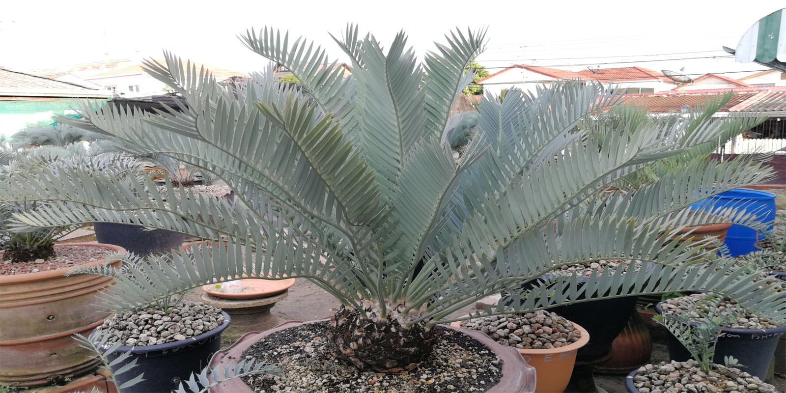 Encephalartos Princeps