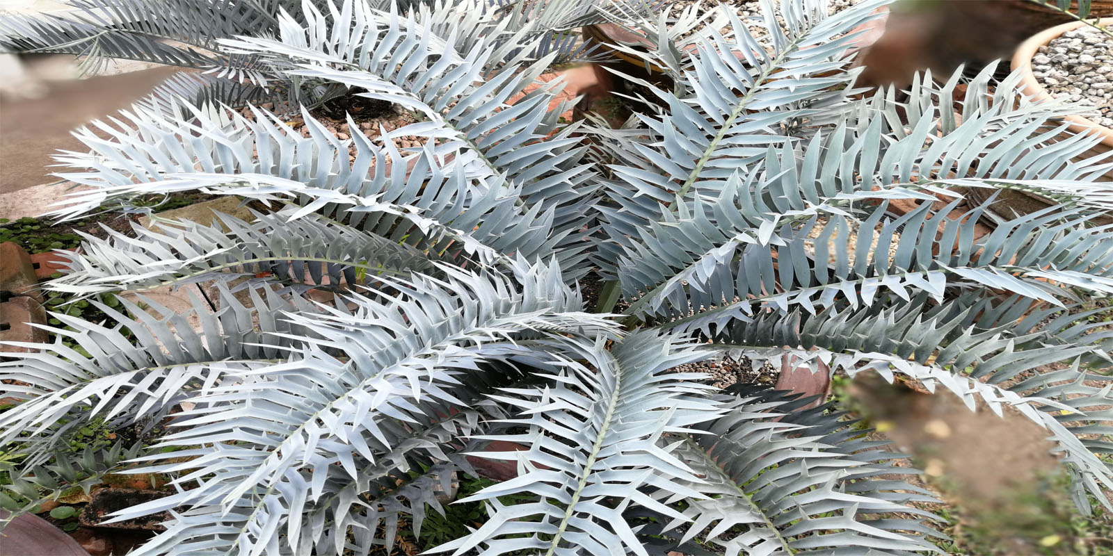 encephalartos Trispinosus