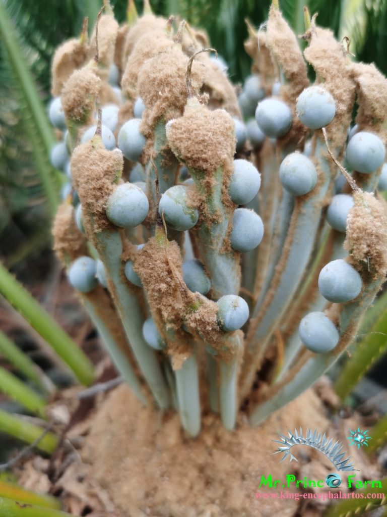 cycas cairnsiana