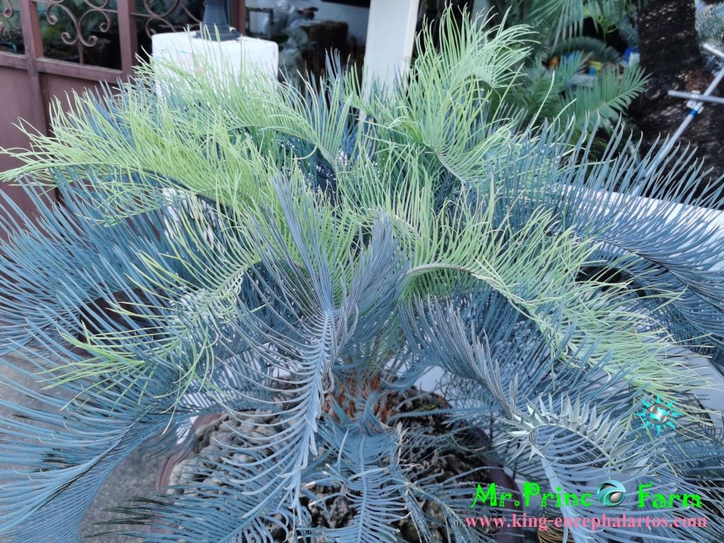 cycas cairnsiana