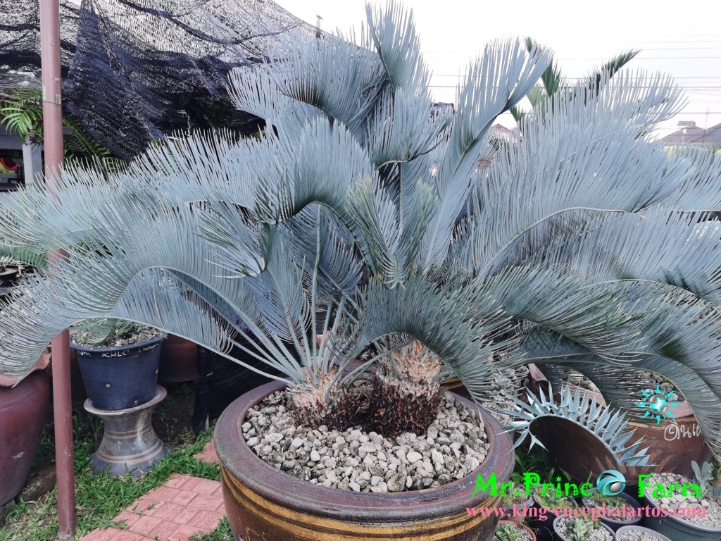 cycas cairnsiana