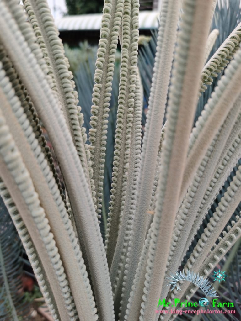 cycas cairnsiana