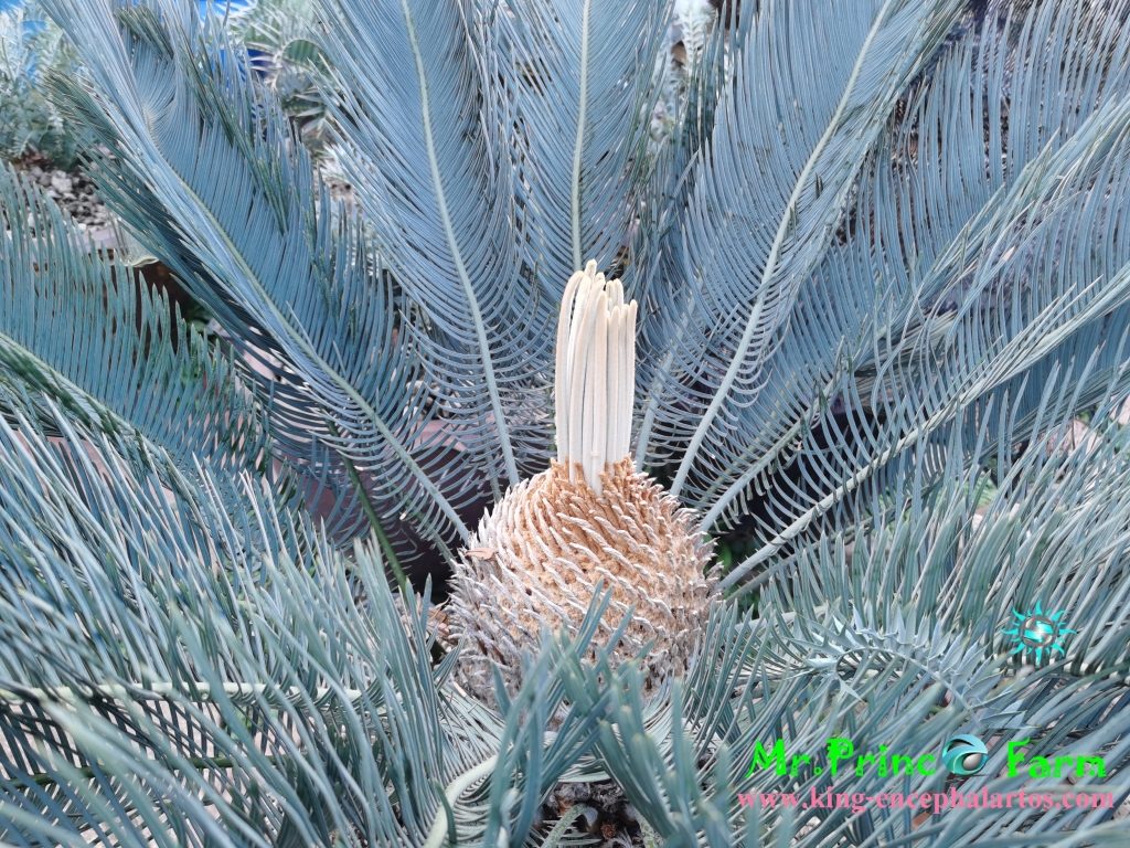  cycas cairnsiana