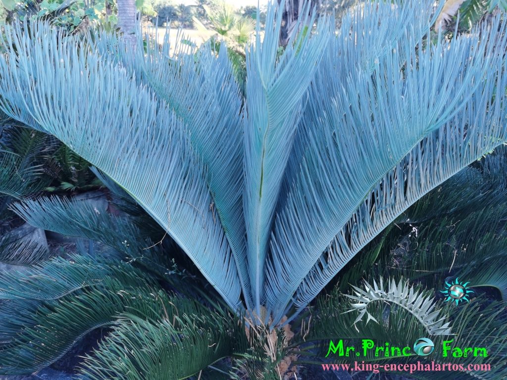 cycas cairnsiana