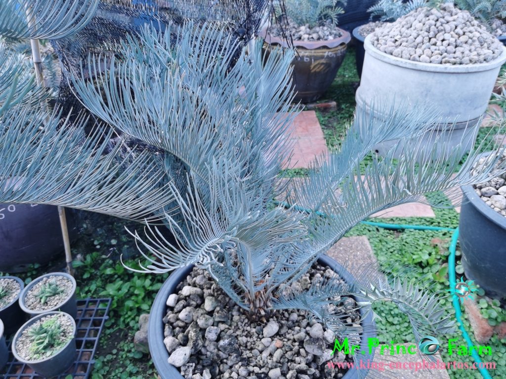  cycas cairnsiana