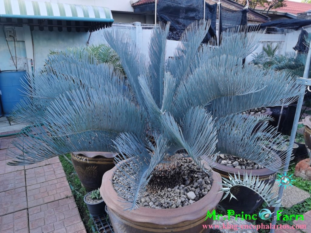 cycas cairnsiana