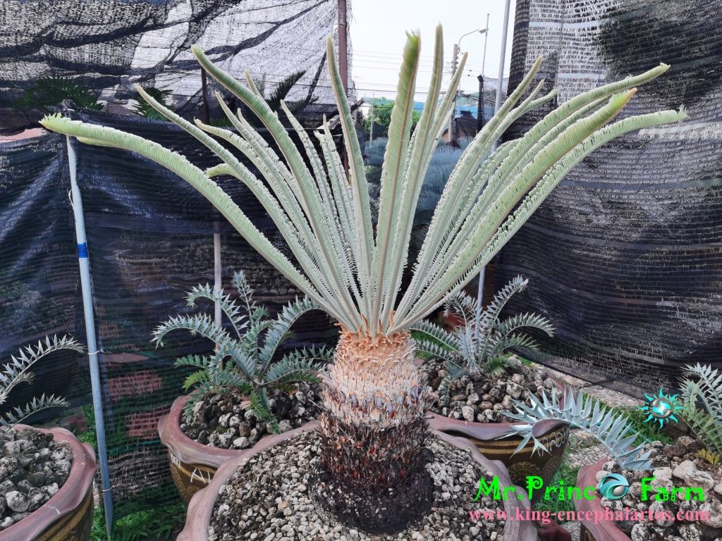 cycas cairnsiana