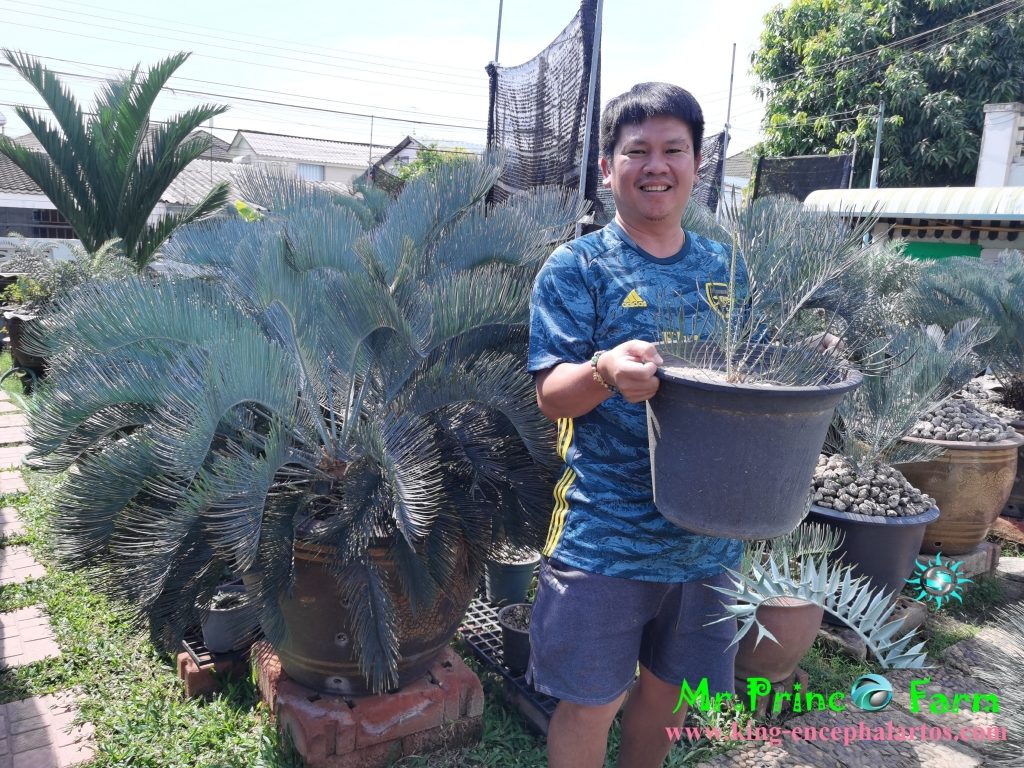  cycas cairnsiana