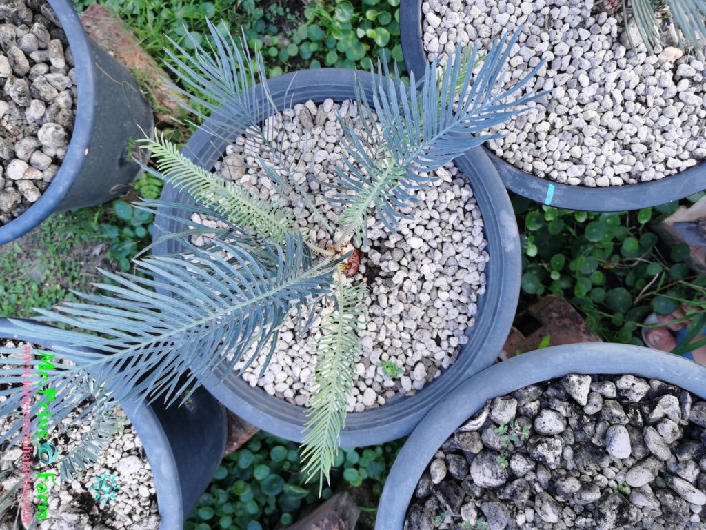 cycas cairnsiana