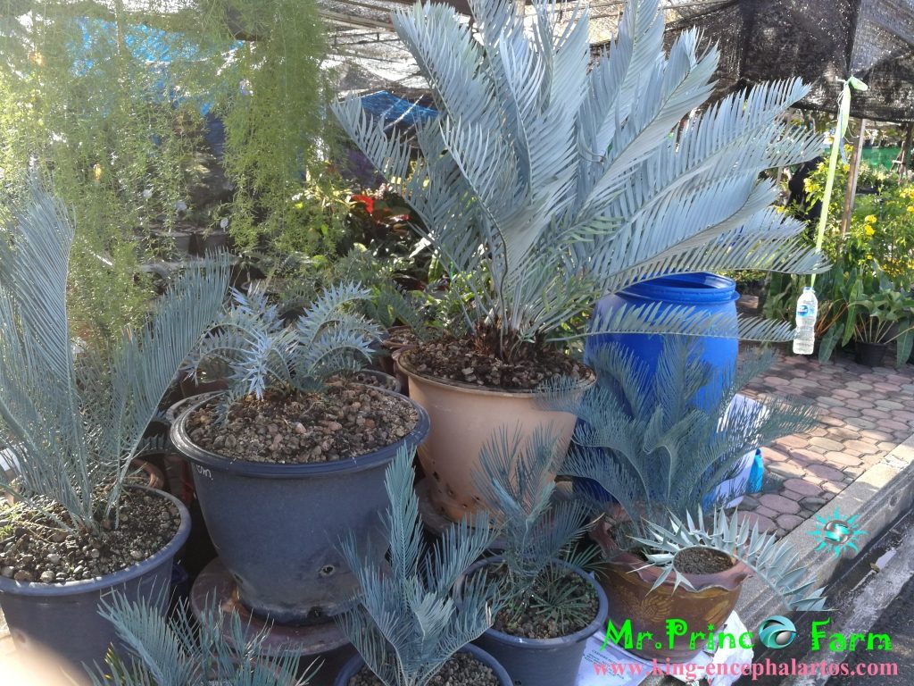 cycas cairnsiana