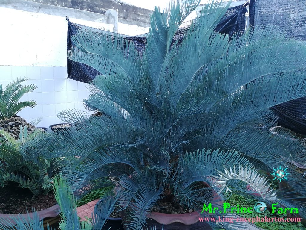 cycas cairnsiana ปรงใบฟ้า