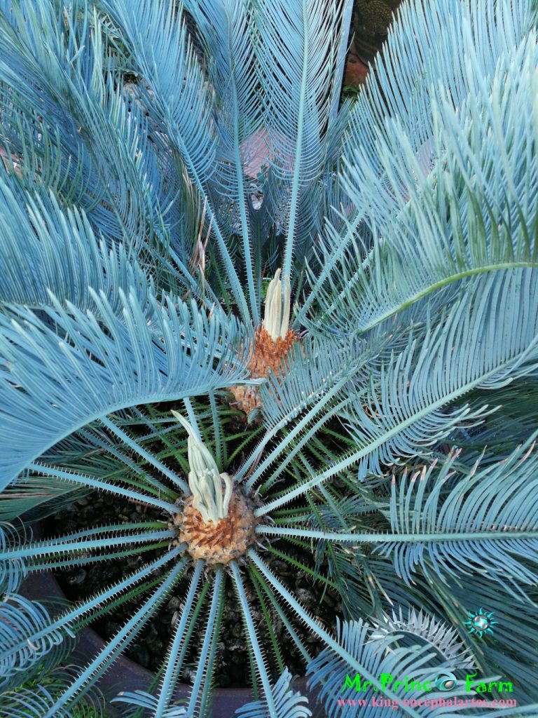 cycas cairnsiana