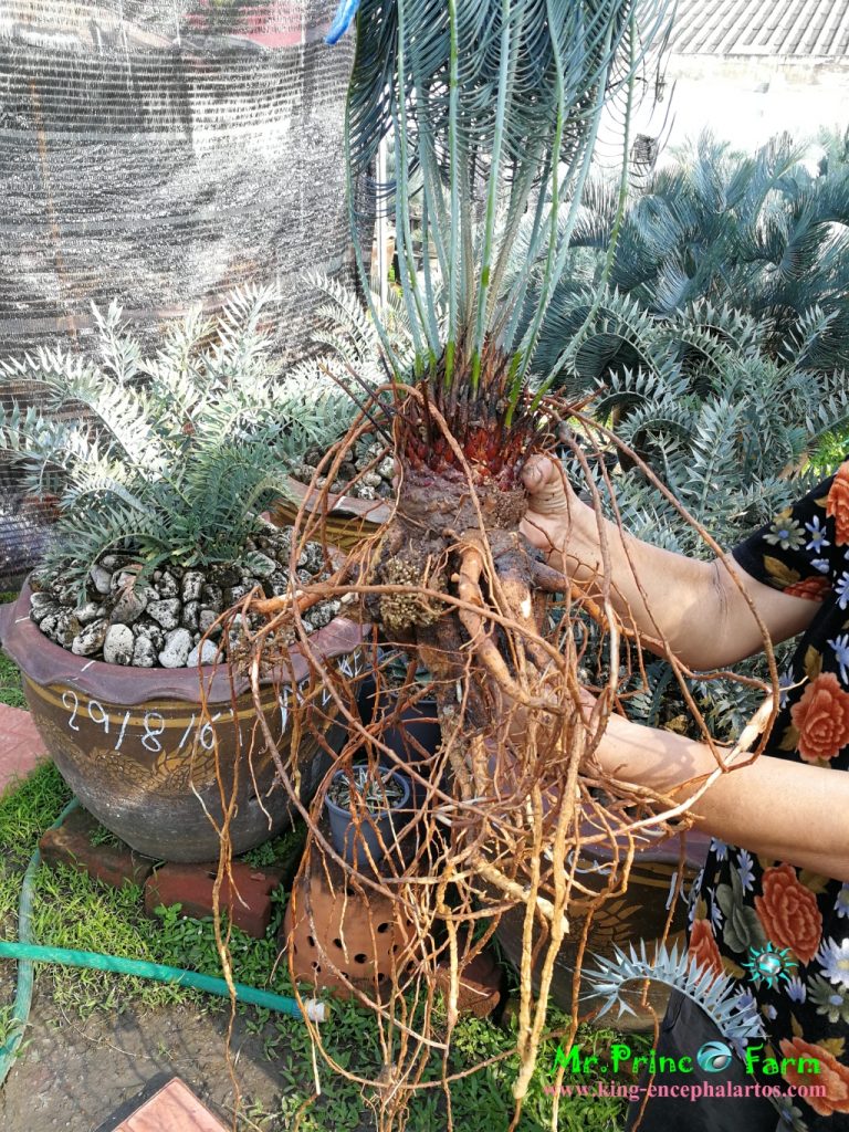 cycas cairnsiana