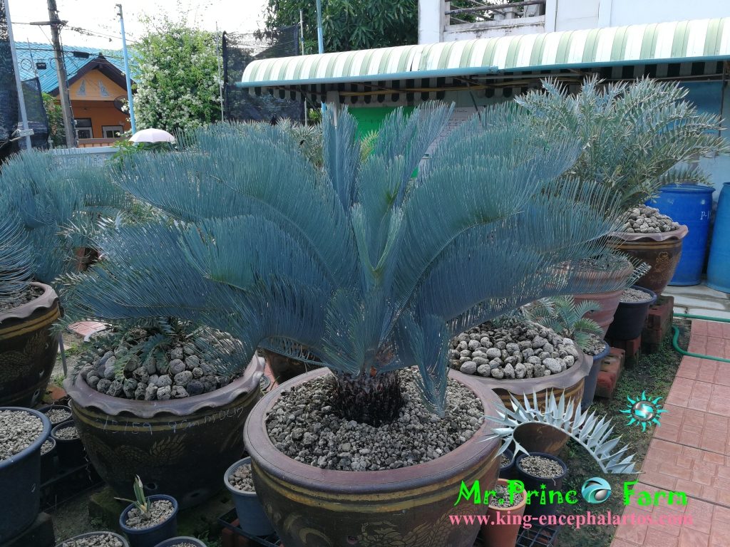 cycas cairnsiana