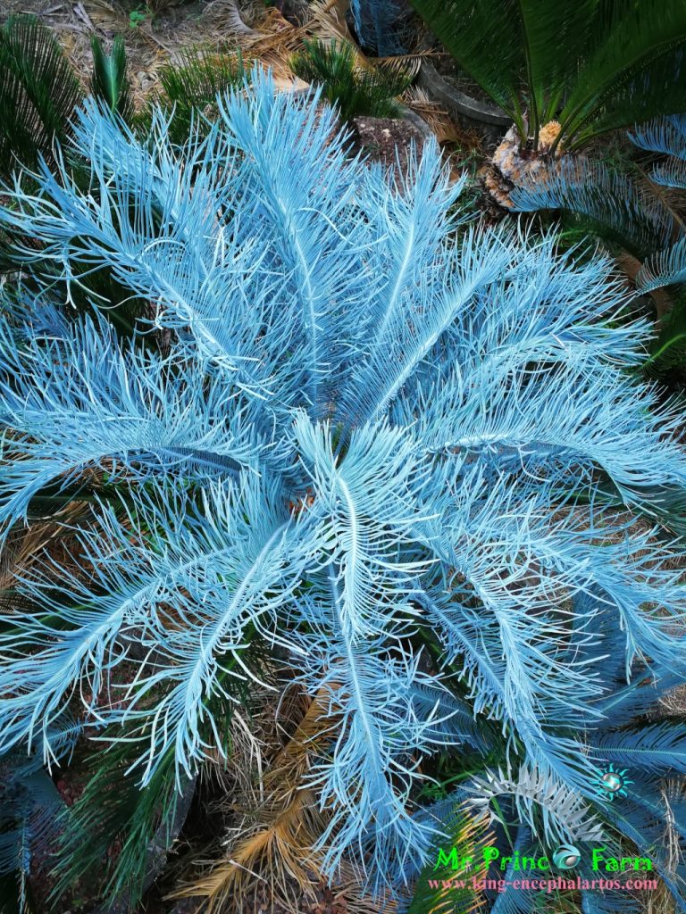 cycas cairnsiana