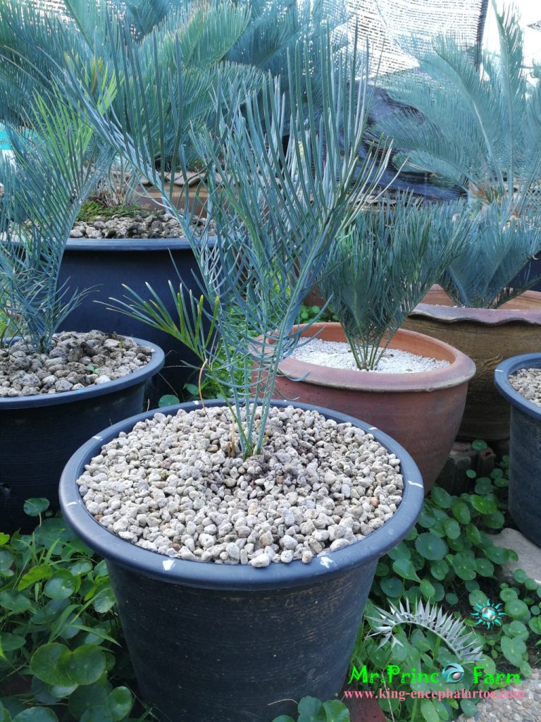 cycas cairnsiana