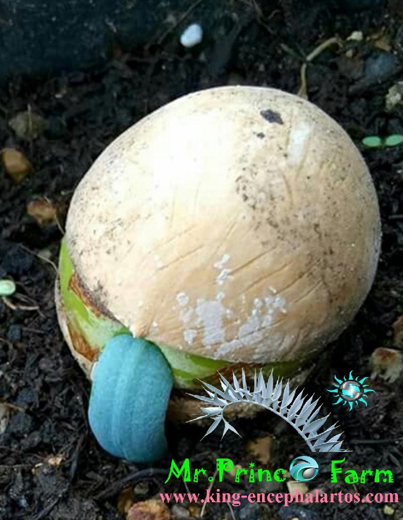 cycas cairnsiana