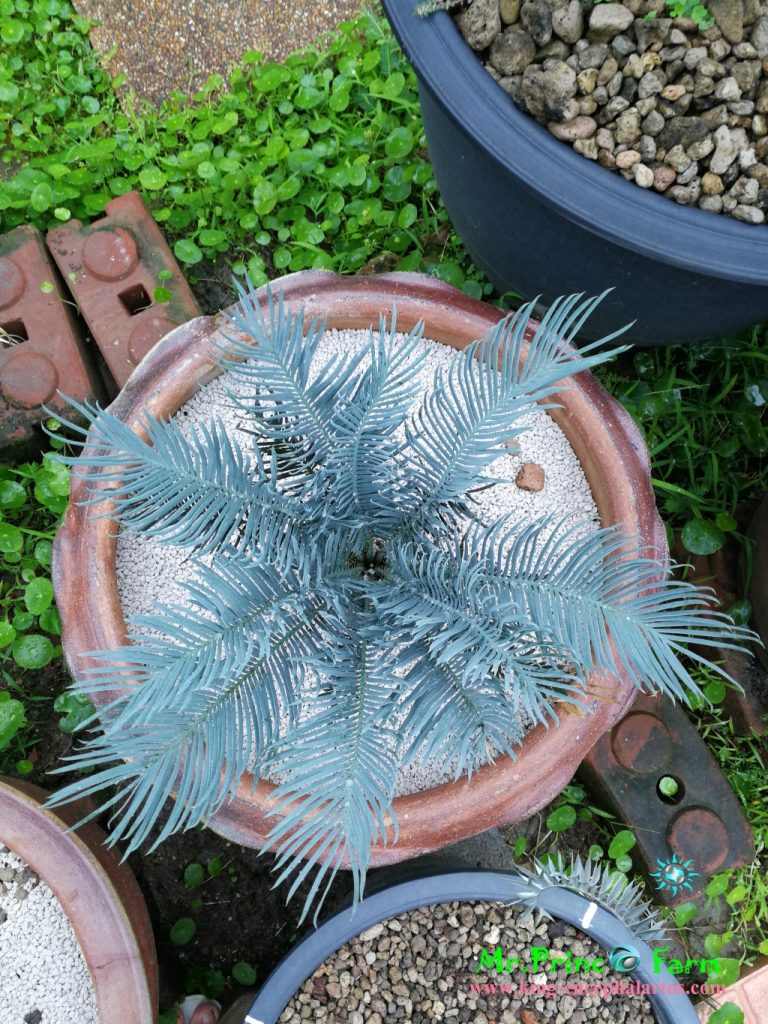 cycas cairnsiana