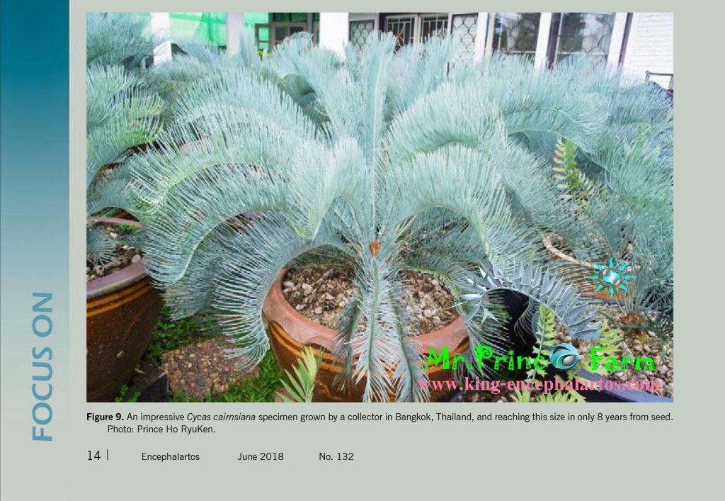 cycas cairnsiana