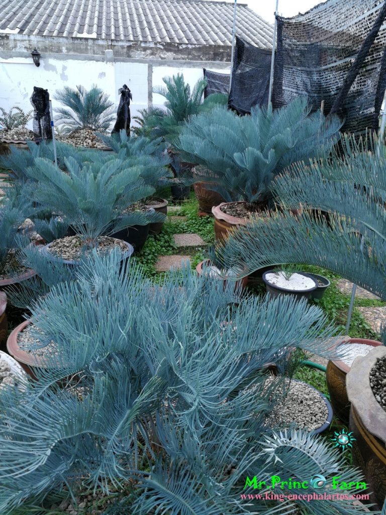 cycas cairnsiana