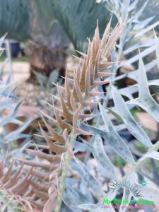 Encephalartos horridus