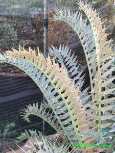 Encephalartos horridus