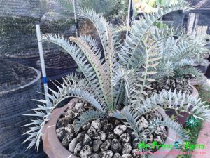 Encephalartos horridus