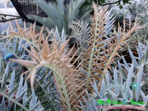 Encephalartos horridus