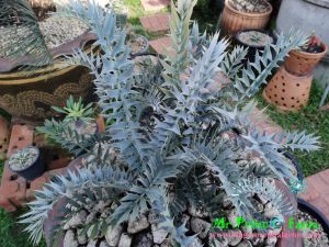 Encephalartos horridus