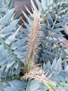 Encephalartos horridus