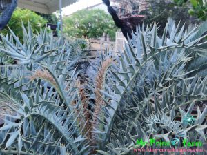 Encephalartos horridus