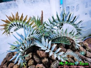 Encephalartos horridus