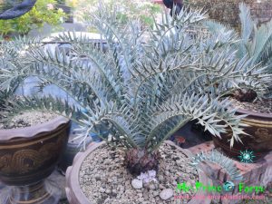 Encephalartos horridus