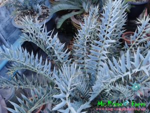 Encephalartos horridus