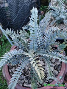 Encephalartos horridus