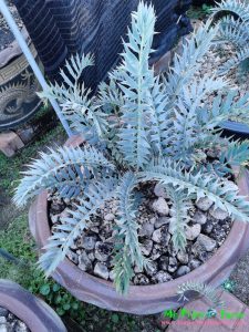 Encephalartos horridus