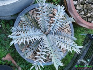 Encephalartos horridus