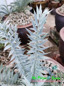 Encephalartos horridus