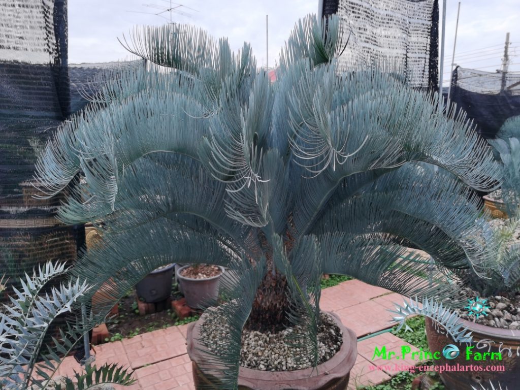 cycas cairnsiana