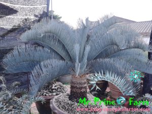 cycas cairnsiana