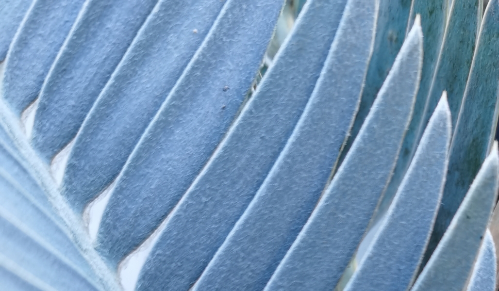 Encephalartos hirsutus blue leaf (cerulean frost colour)