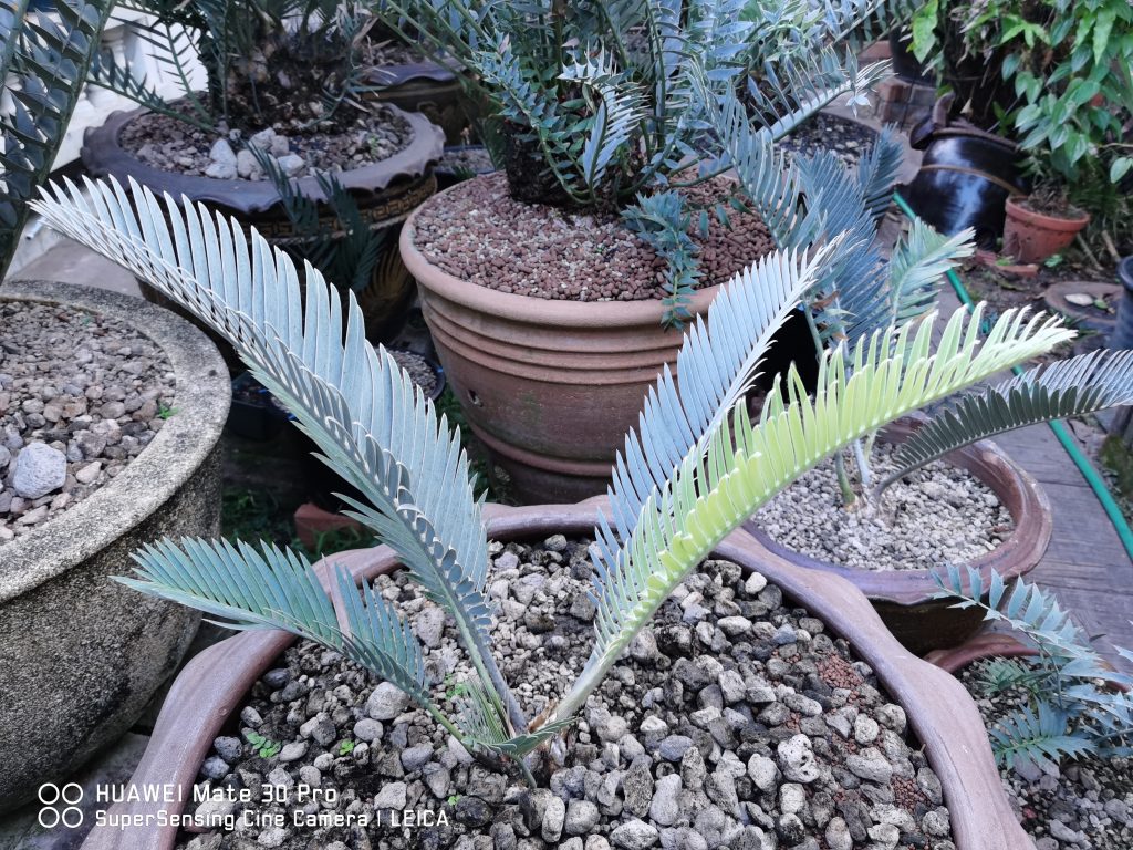 Encephalartos hirsutus