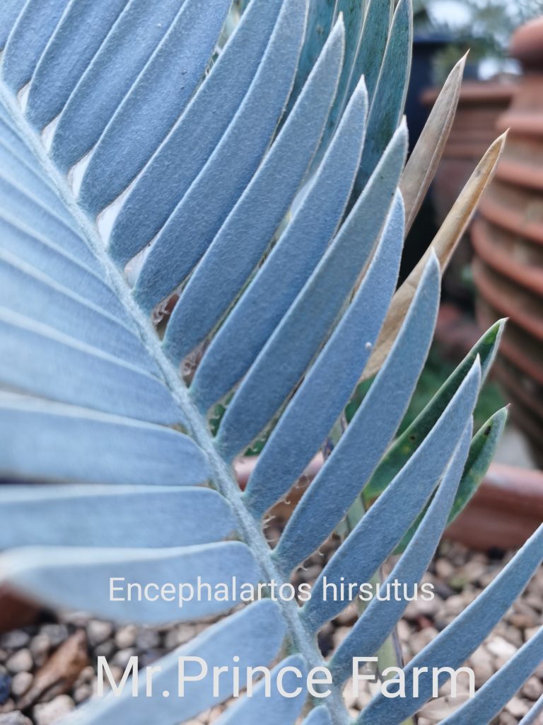 Encephalartos hirsutus