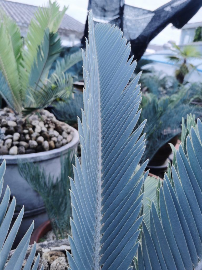 Encephalartos hirsutus