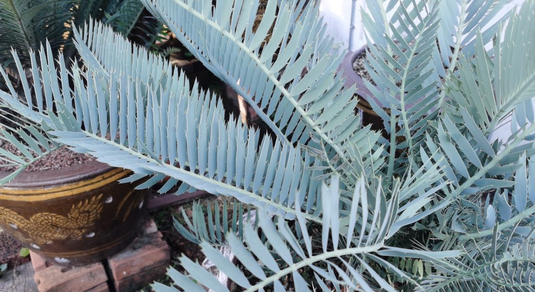 Encephalartos cupidus